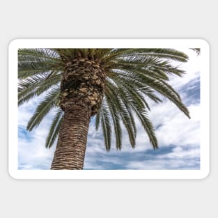 Palm tree against blue cloudy sky Sticker